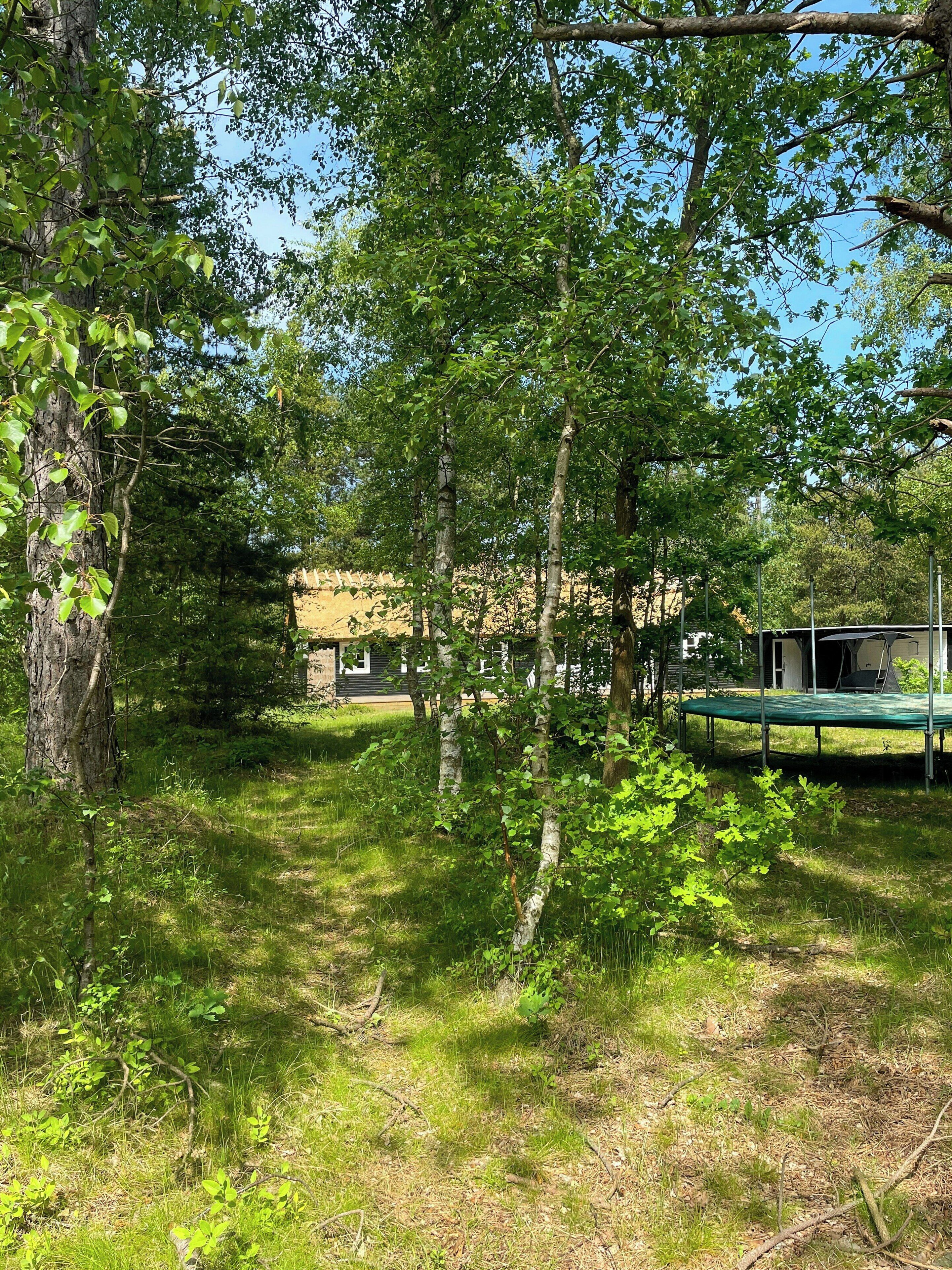A wooded area with trees and a trampoline.
