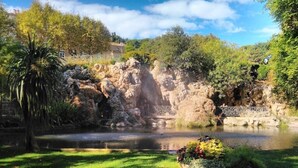 Jardí amb un estany, roques i una varietat de plantes.