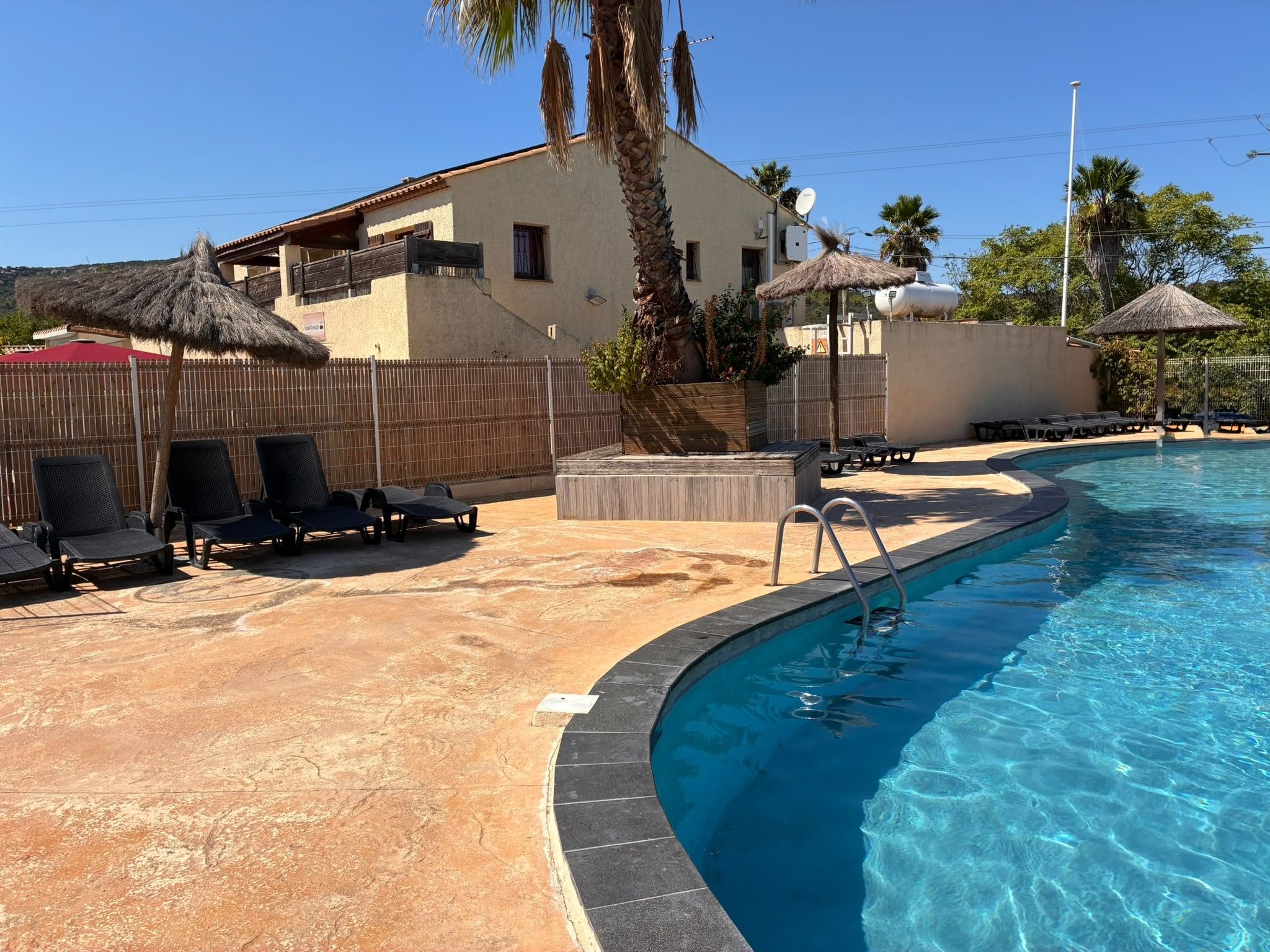 A swimming pool with lounge chairs and a palm tree.