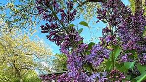 Un banco en un parque con flores moradas al frente.