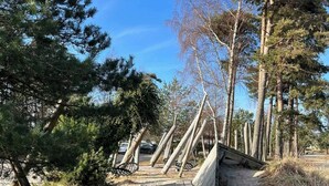 Ein hölzerner Steg führt durch ein bewaldetes Gebiet mit hoch aufragenden Bäumen und blauem Himmel.