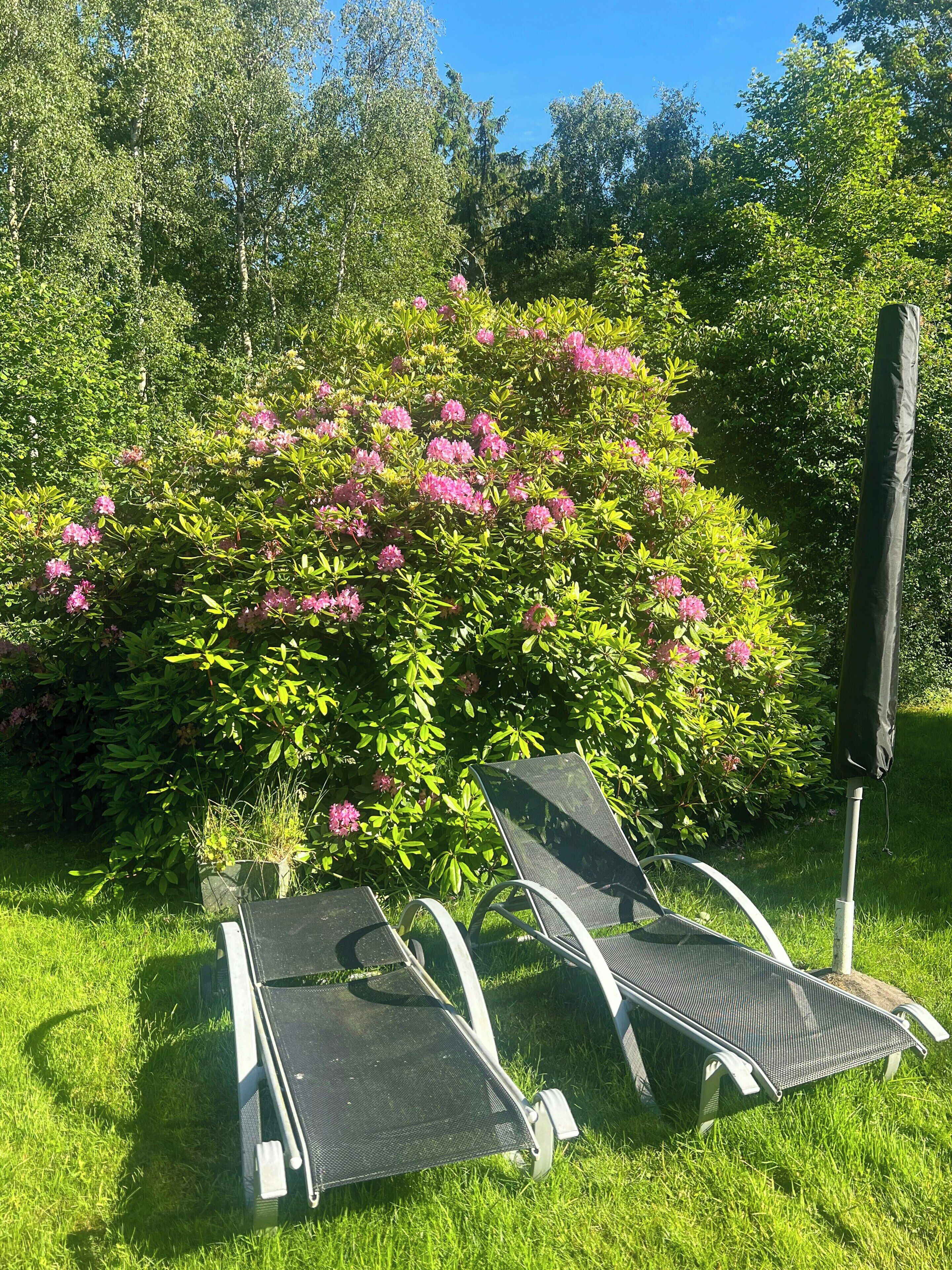 Two lounge chairs in a garden with a large bush of pink flowers.