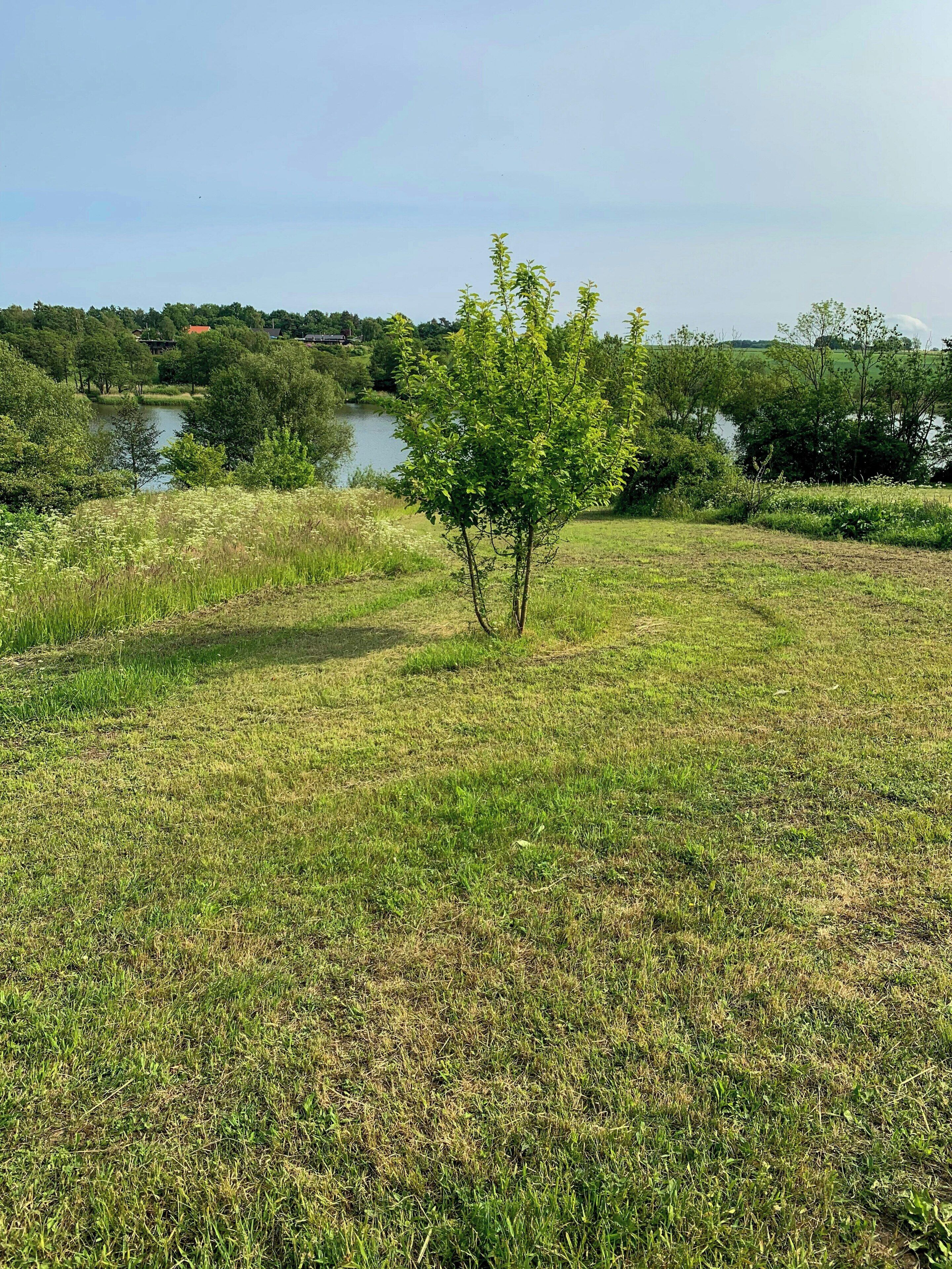 A grassy field with a small tree and a body of water in the background.