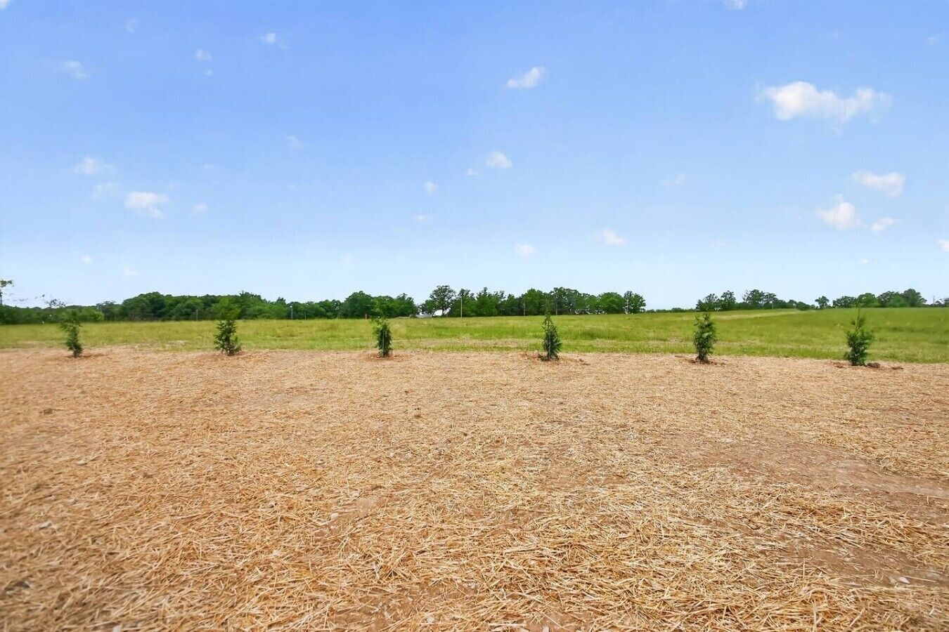 Expansive open meadow w/ lush tree line & big blue skies — pure peace & wide-open space.
