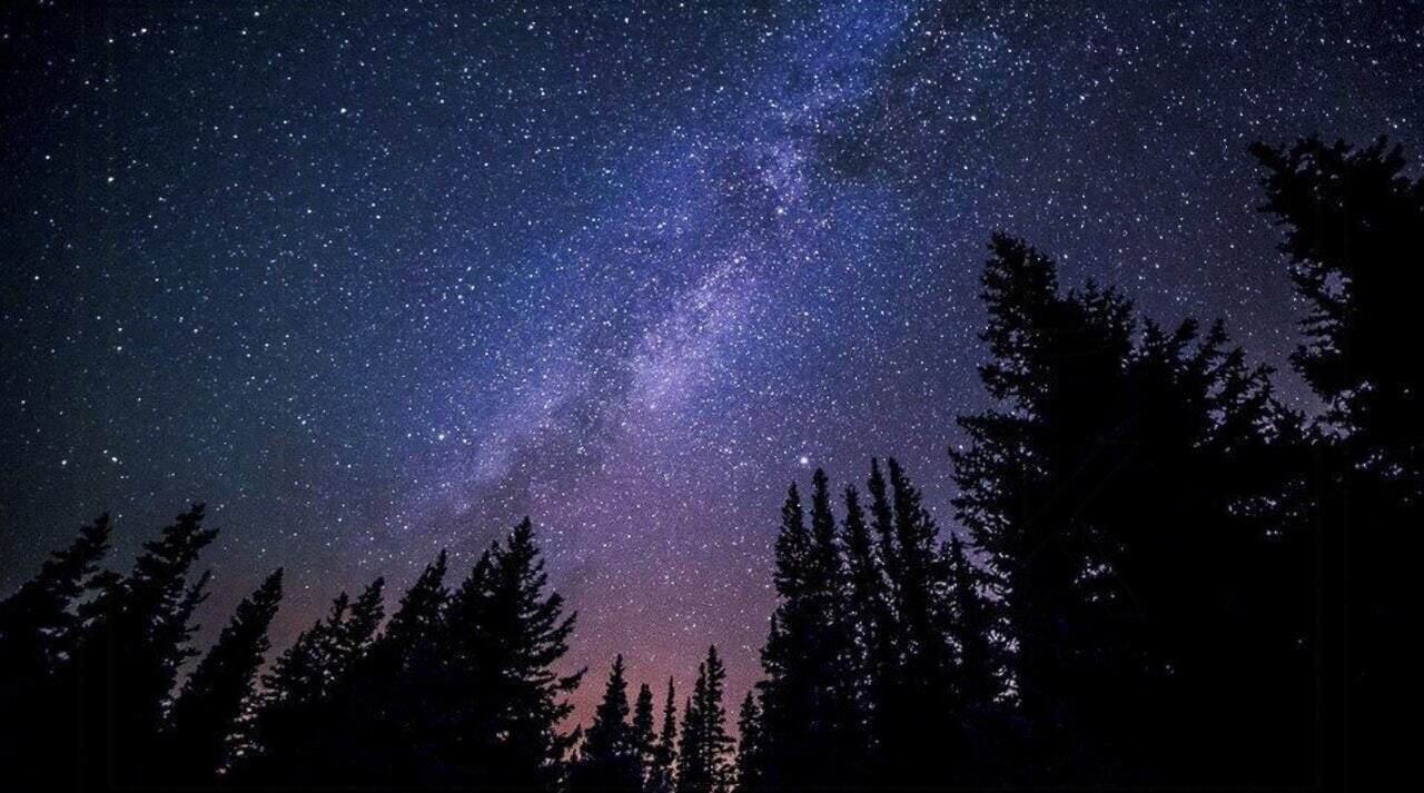 A night sky filled with stars and the Milky Way, with silhouettes of tall trees in the foreground.