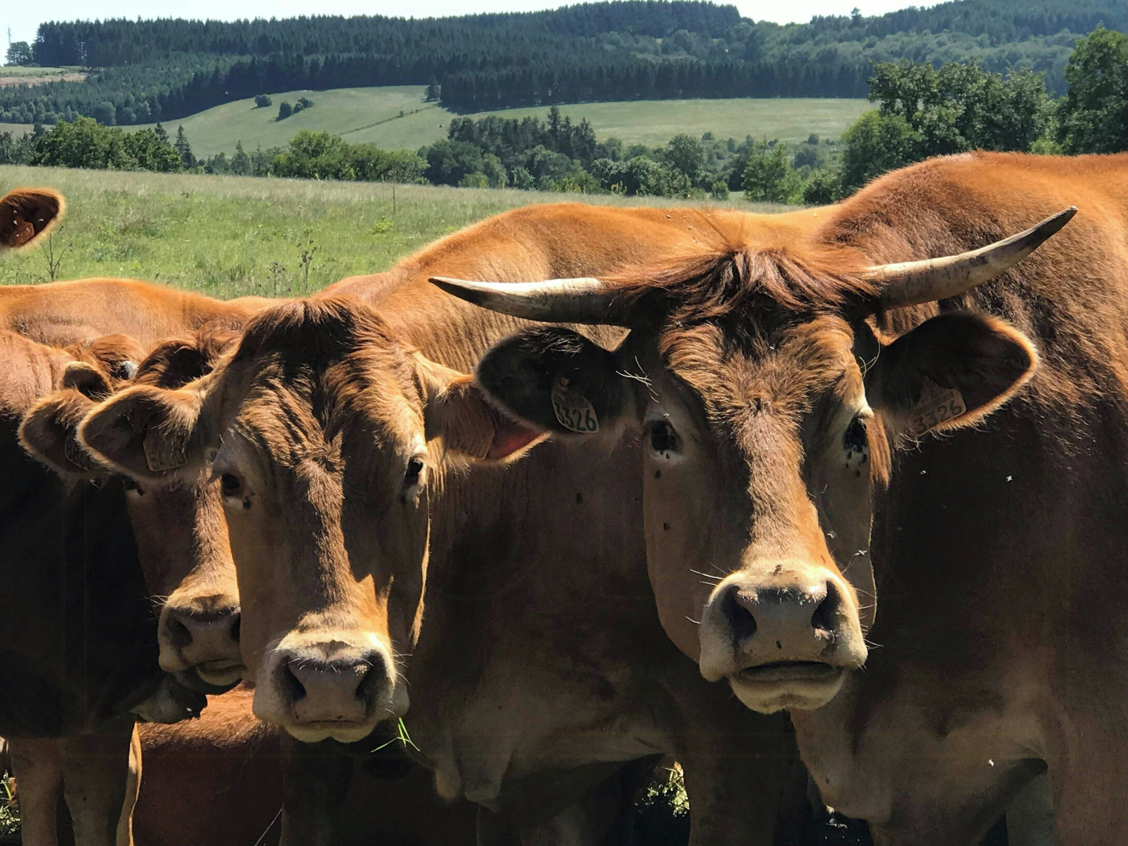 Un troupeau de bovins dans un champ, avec un paysage vallonné en arrière-plan.