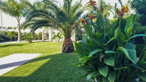 Un jardín bien cuidado con una palmera, una piña y diversas plantas tropicales.