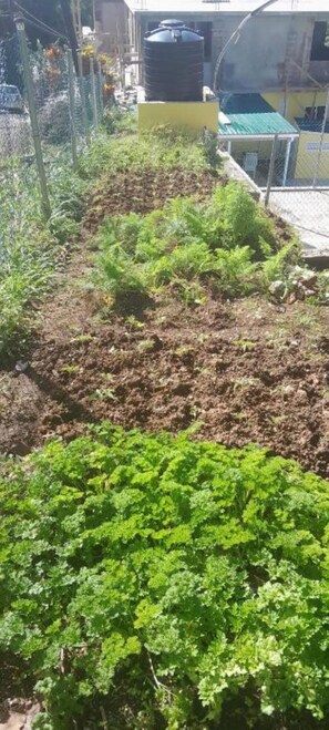 Ein Garten mit verschiedenen Pflanzen und einem Wassertank im Hintergrund.