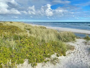 Ein Strand mit Dünen und Vegetation.