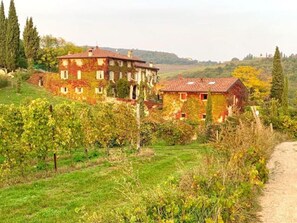 Ein Weinberg mit Gebäuden, einem Feldweg und einer hügeligen Landschaft.