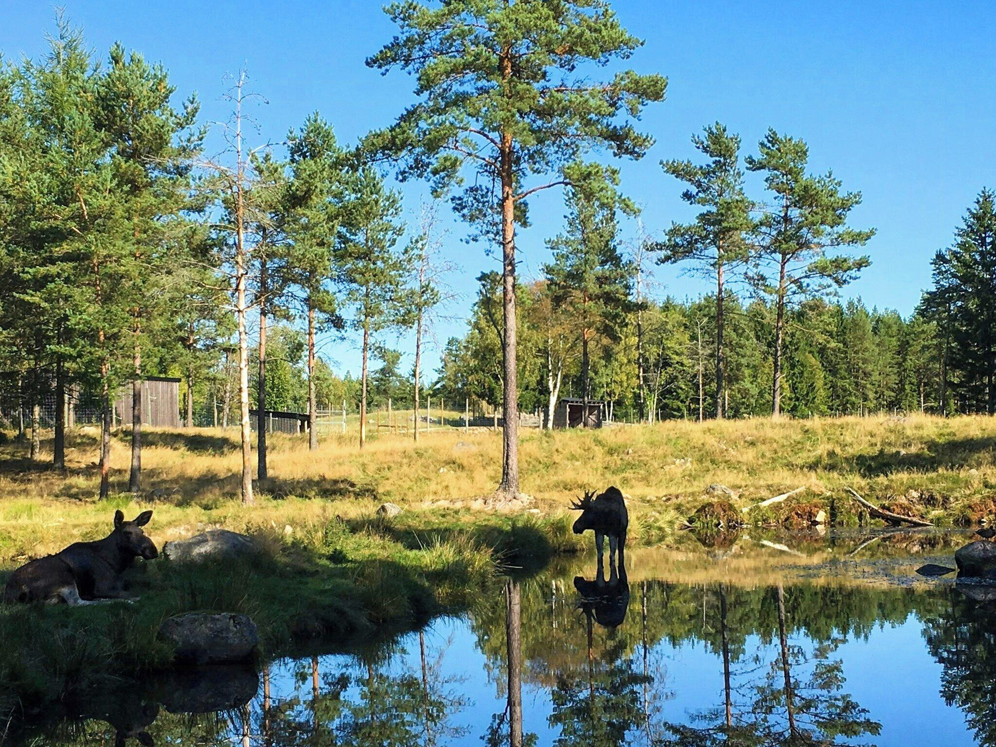 A natural landscape with a pond, trees, and moose.