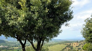 A pool area with a view of the countryside, a large tree, and outdoor seating. - Traditional Tuscan villa on hill with pool (Magliano in Toscana)