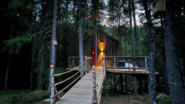 Property grounds - Unique treetop cabin in forest, Lårdal (Høydalsmo)