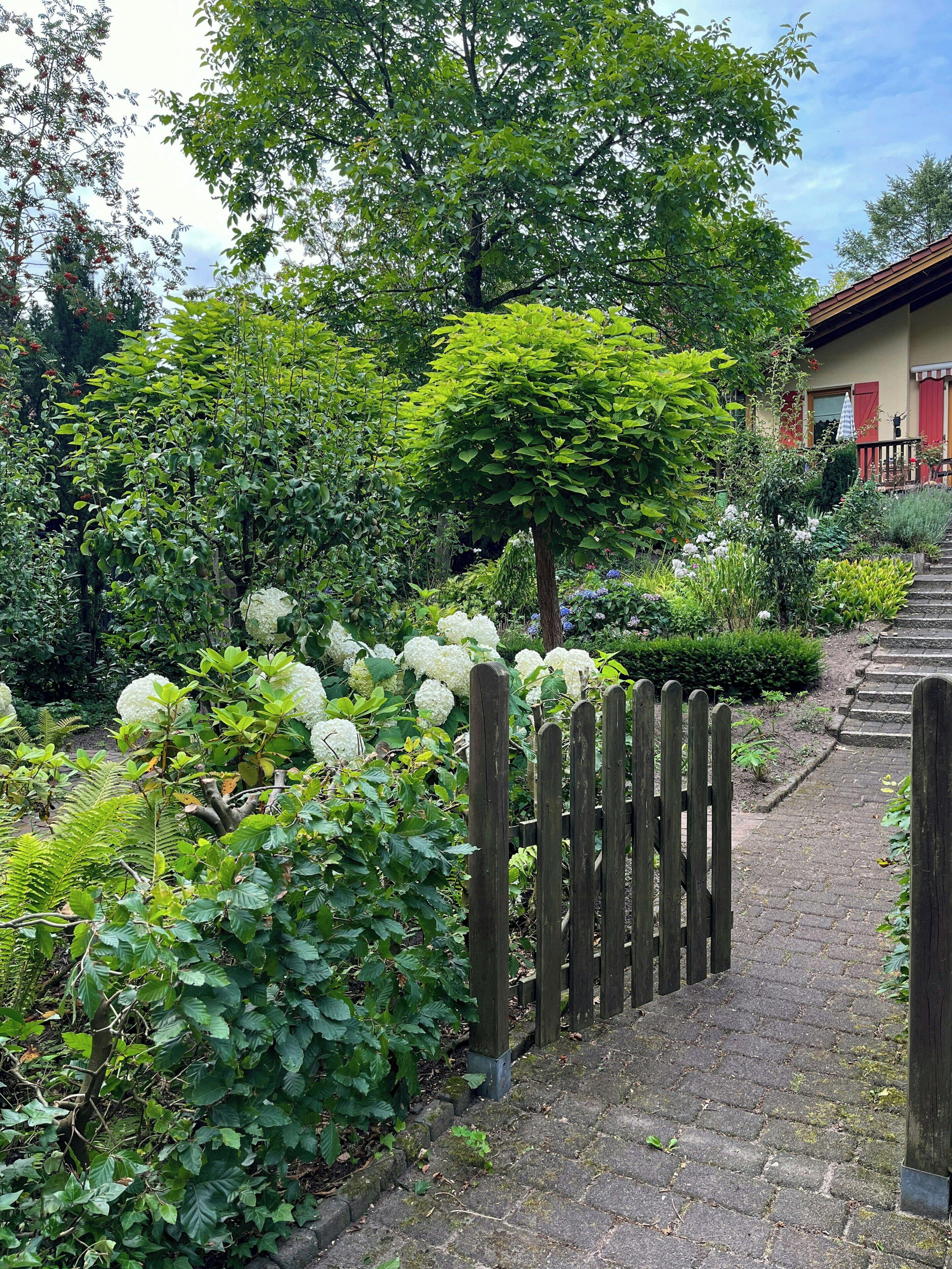 A garden pathway leading to a building with a wooden fence, surrounded by lush greenery and white flowers.