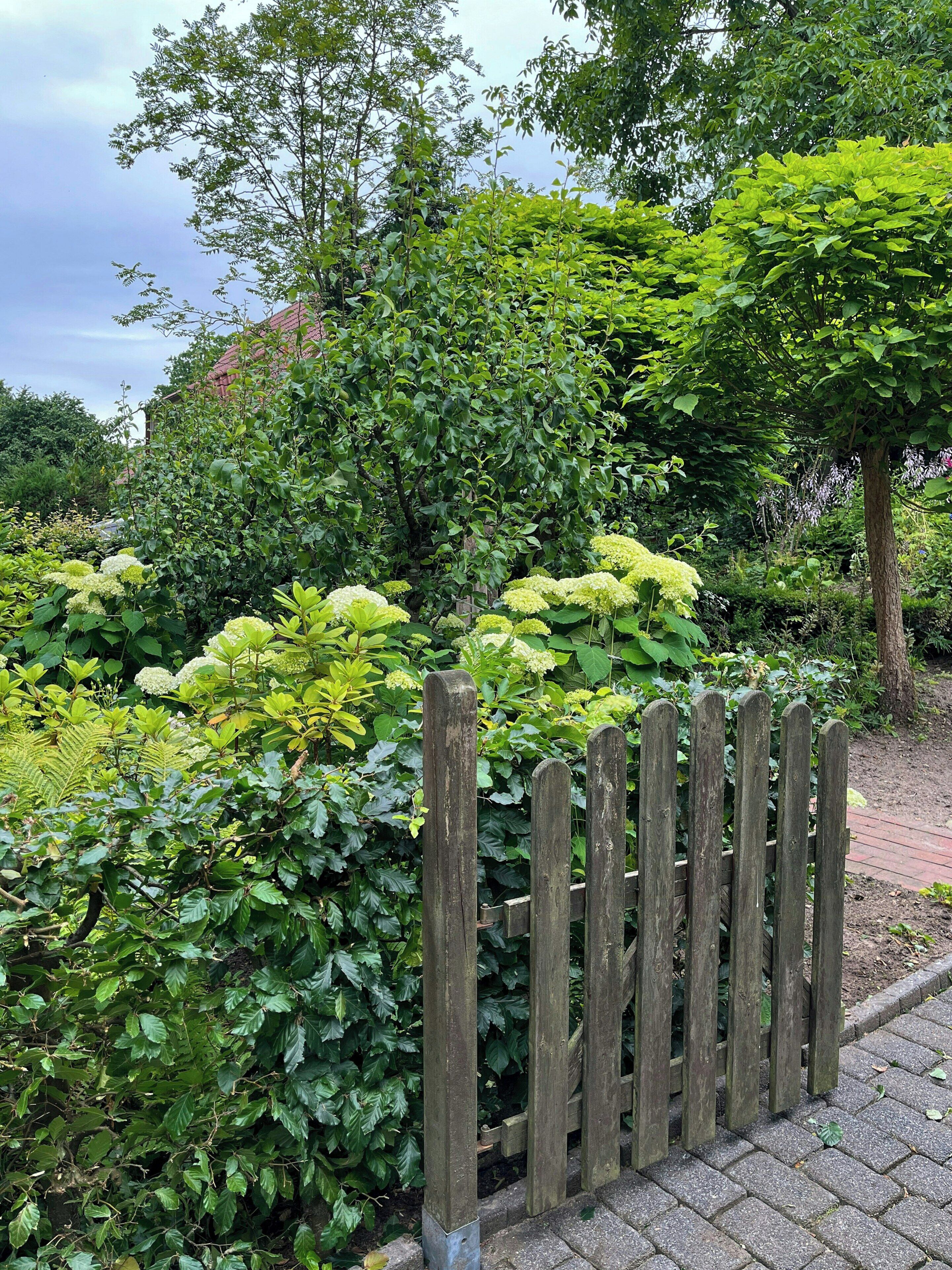 Un jardin avec une clôture en bois, une végétation luxuriante et des plantes en fleurs.