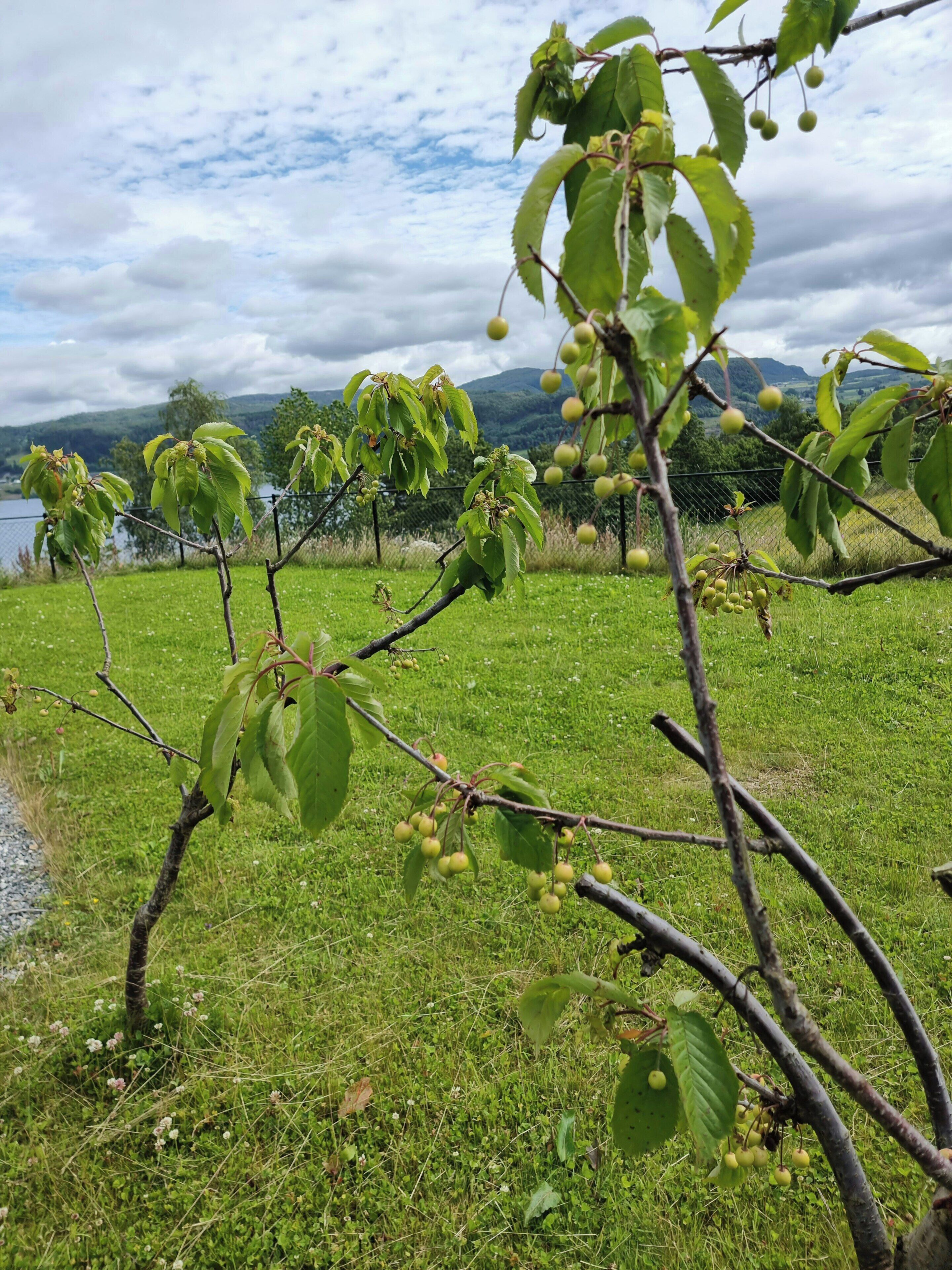 A tree with green leaves and unripe fruit in a grassy field.