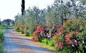 Property grounds - Former barn on estate among Chianti vineyards (Certaldo)
