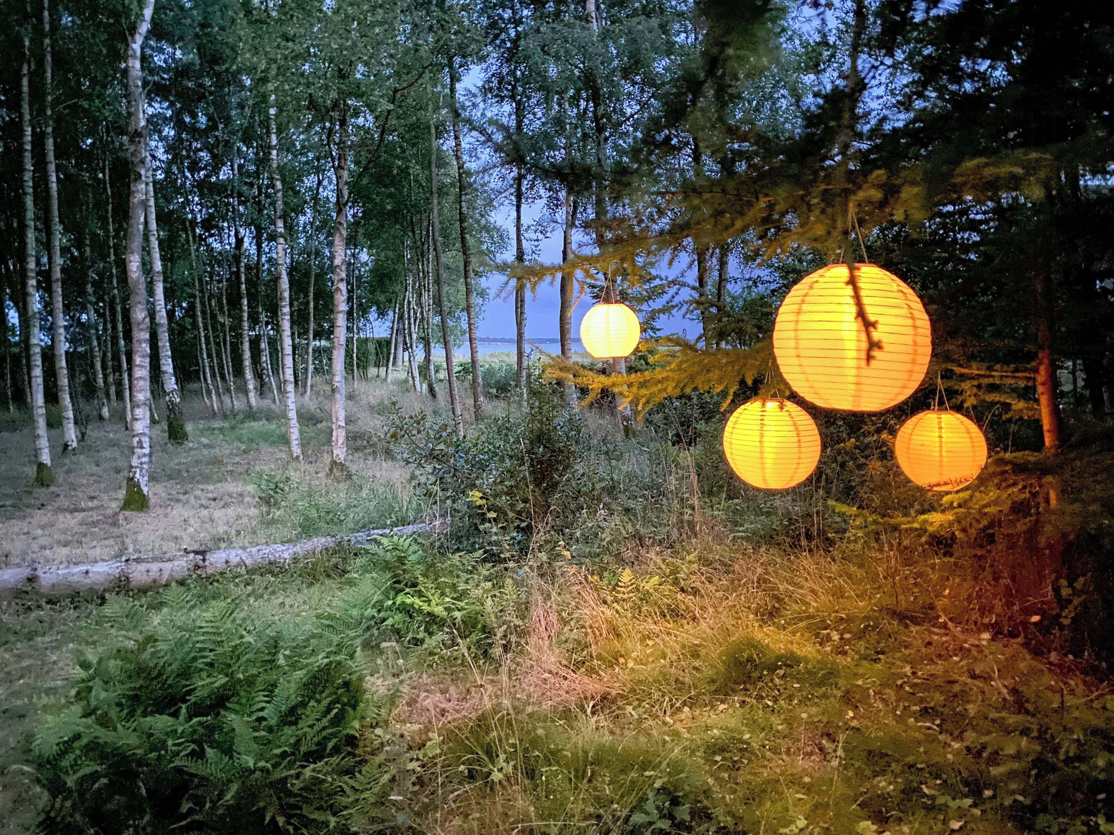 Ett skogsområde med träd och en vattenyta i bakgrunden.