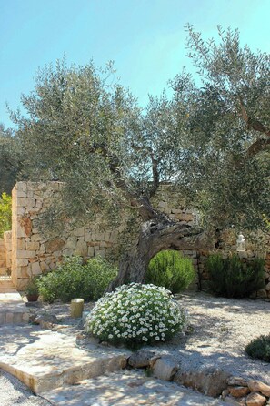Ein Garten mit Olivenbaum, weißen Blütensträuchern und einer Steinmauer.