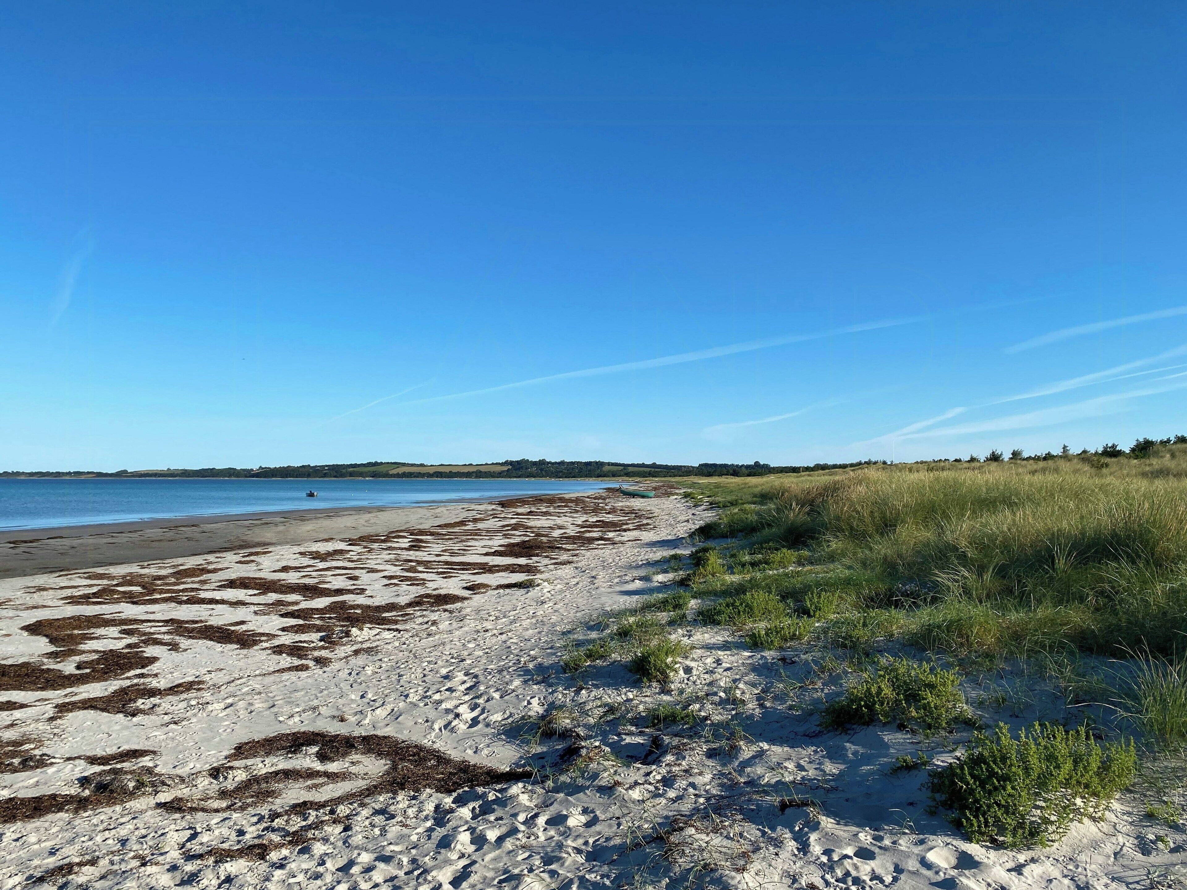 A beach with sand, seaweed, and grass.