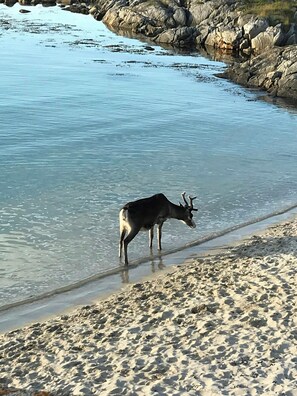 Beach - Lovely cabin amidst bustling wildlife (Vannareid)