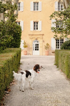 Ein Hund steht auf einem Kiesweg, im Hintergrund ein Gebäude.