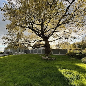 Ein Baum in einer grünen Rasenfläche, im Hintergrund ein Haus.
