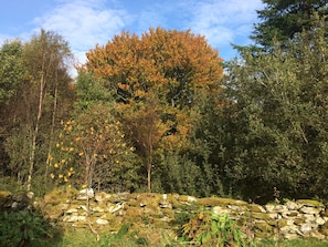 Un muro de piedra con vegetación y árboles al fondo.