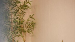 A white desk with a laptop, a blue mug, and a white chair in a room with bamboo plants.
