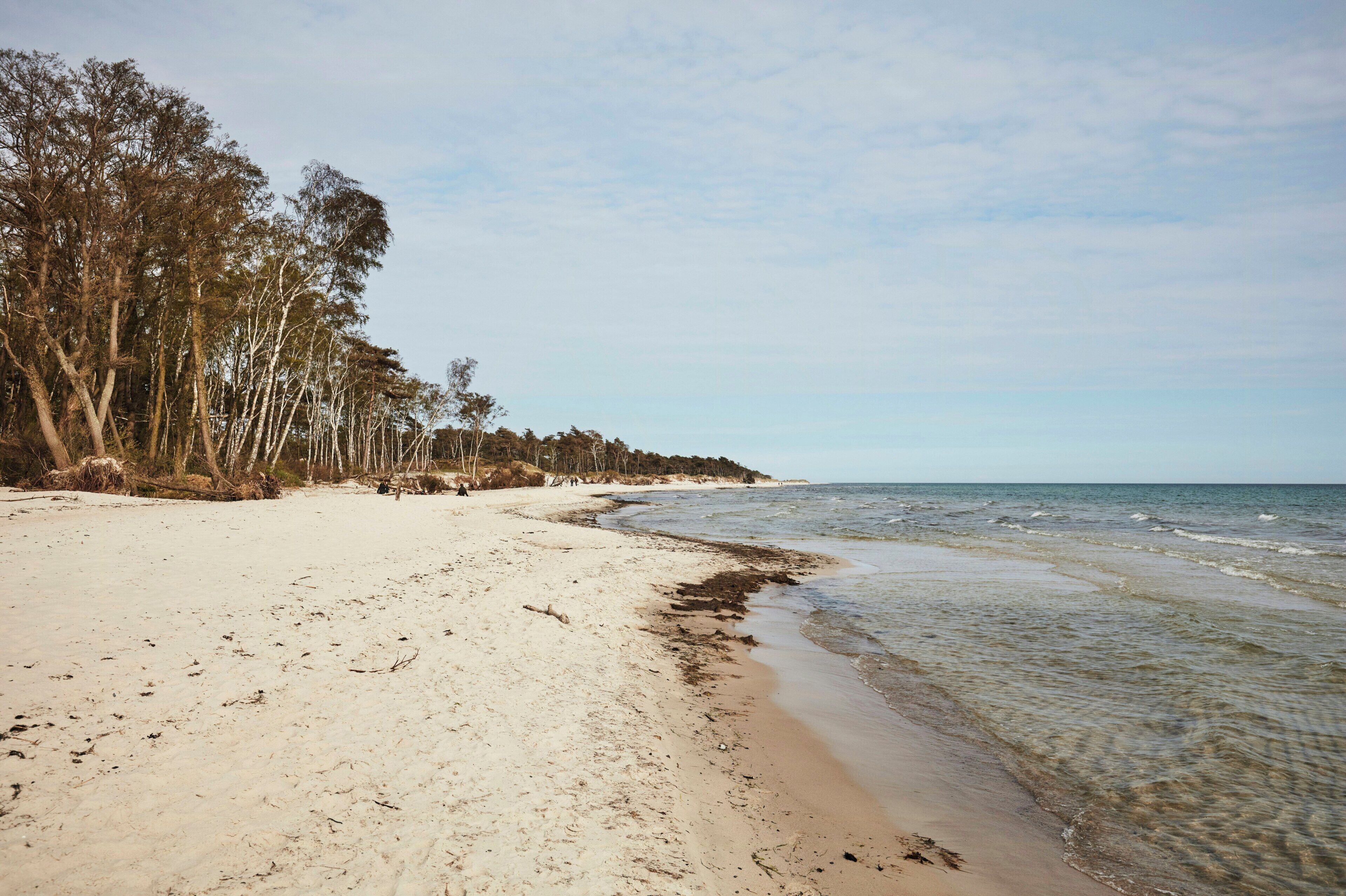 A beach with clear water, sandy shore, and trees.