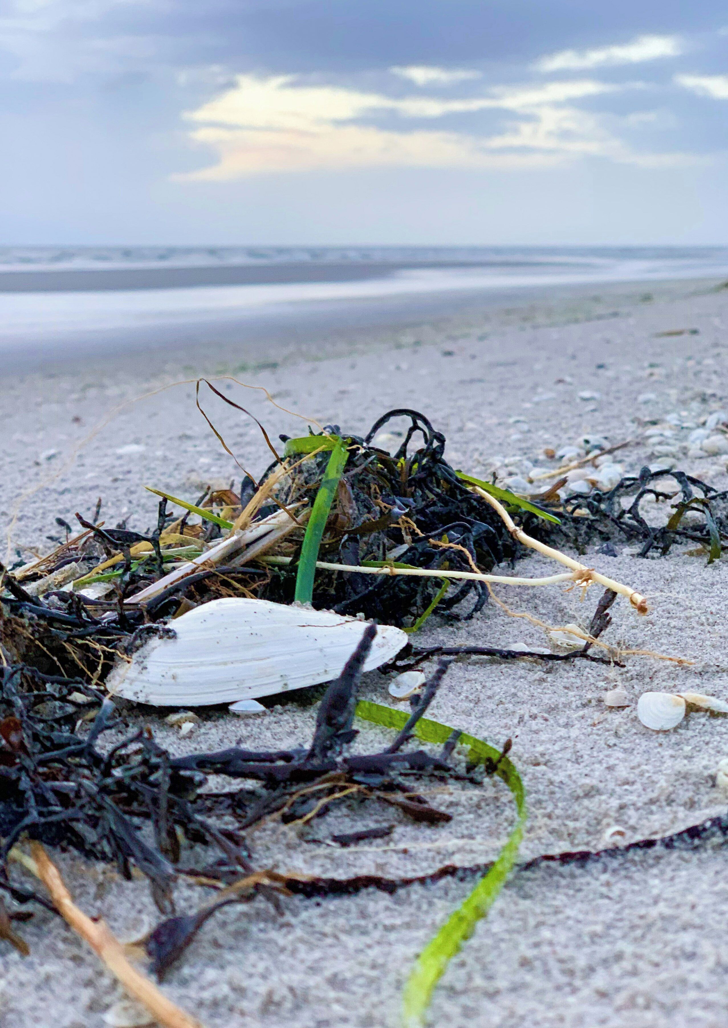 Une plage où l’on trouve des algues, des coquillages et du bois flotté sur le sable.