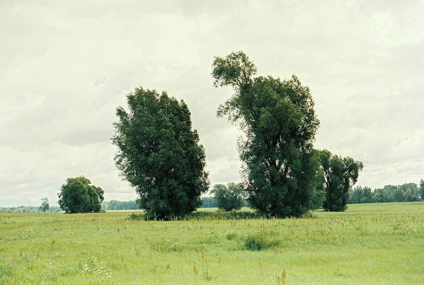Een veld met bomen en een bewolkte lucht.