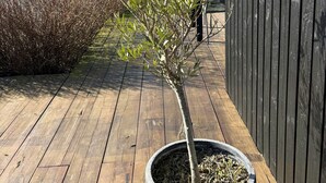 A wooden deck with a potted tree, a metal fence, and a building in the background. - Summer house with sea view on Fyn (Asperup)