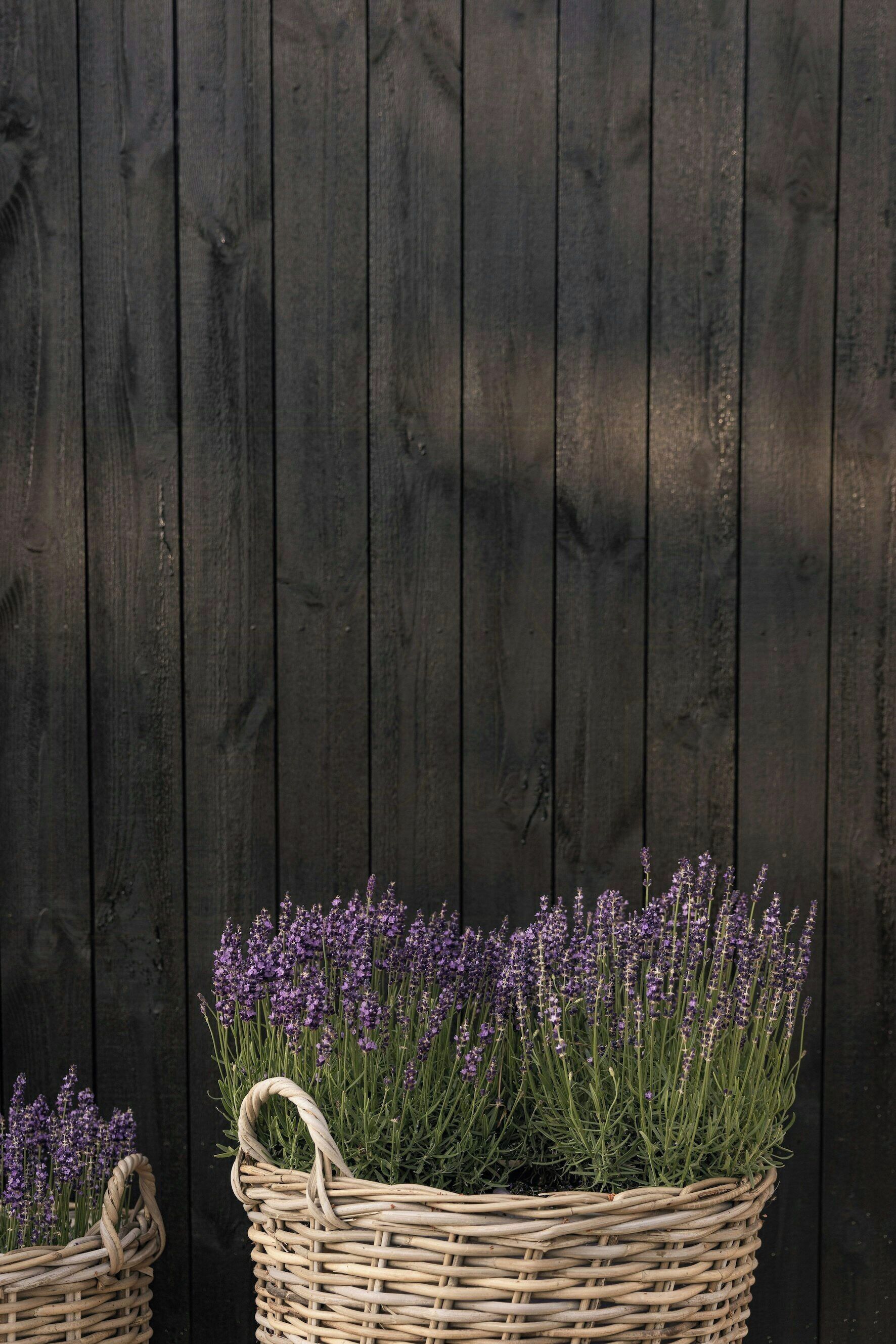 Two wicker baskets with lavender plants against a dark wooden background.
