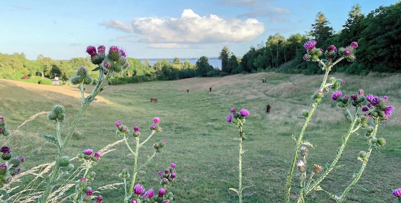Un campo con flores de cardo morado y una vista distante de una masa de agua.