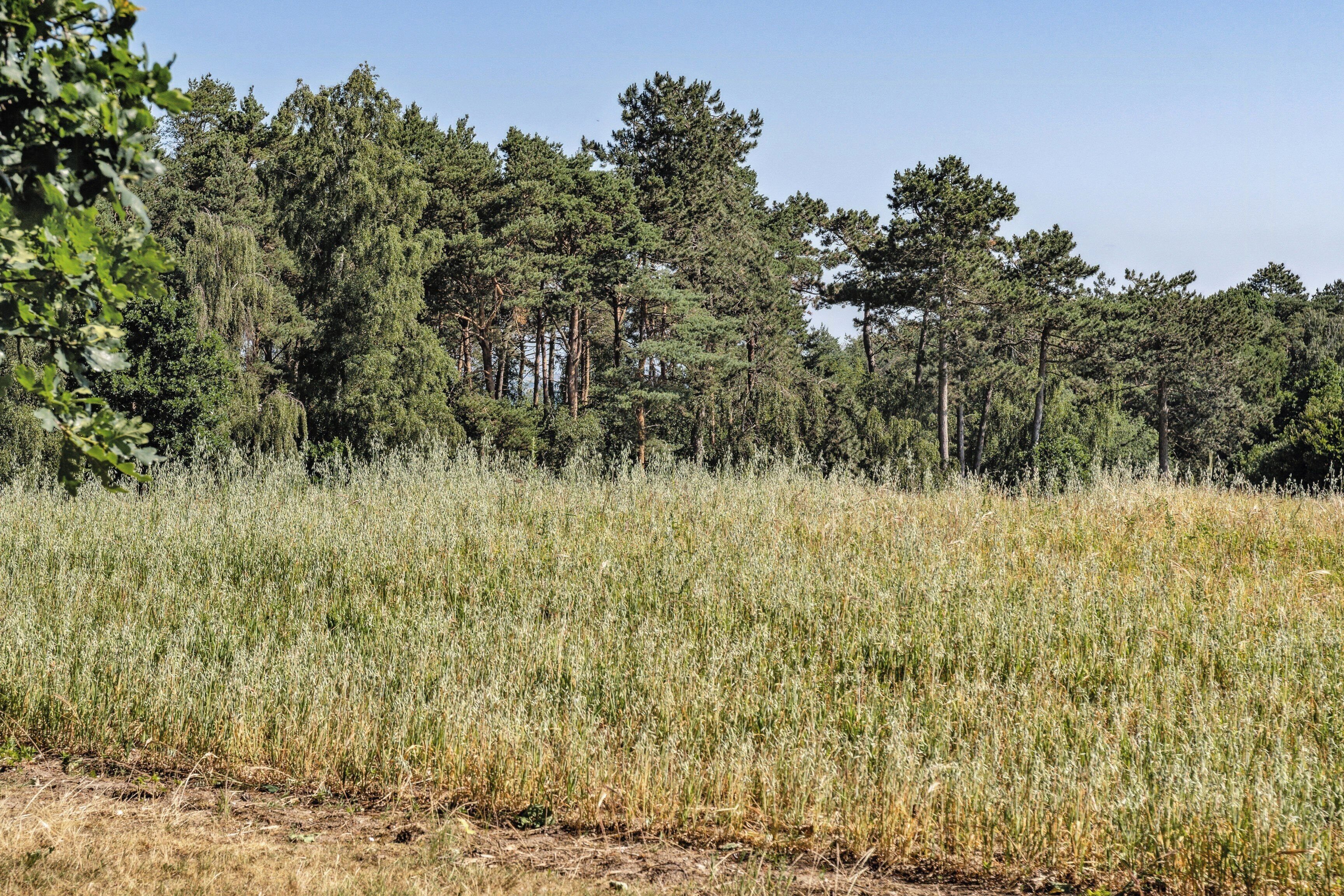 Un campo con hierba alta y un bosque al fondo.