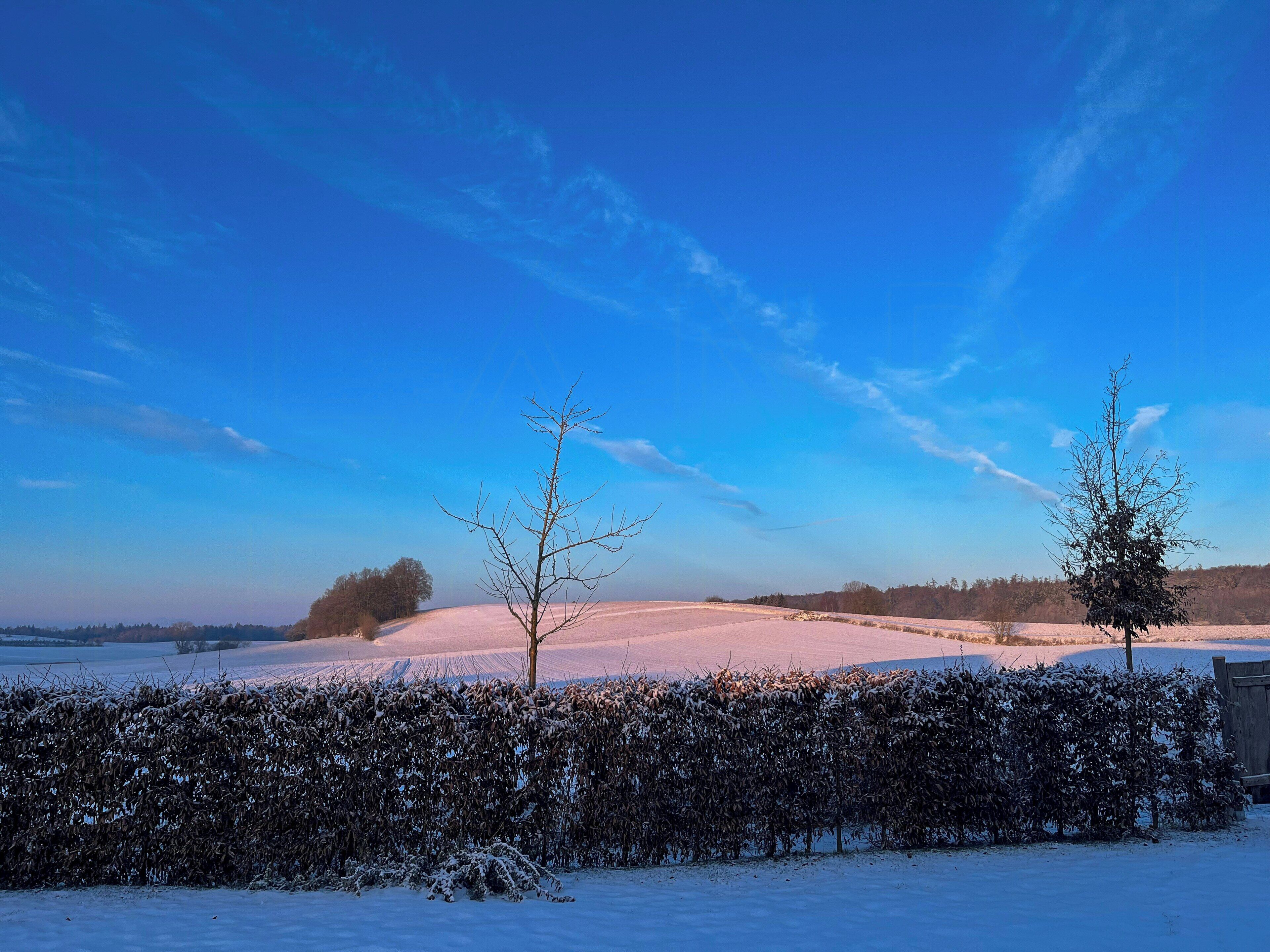 A snow-covered landscape with a clear blue sky, a hedge, and a tree.