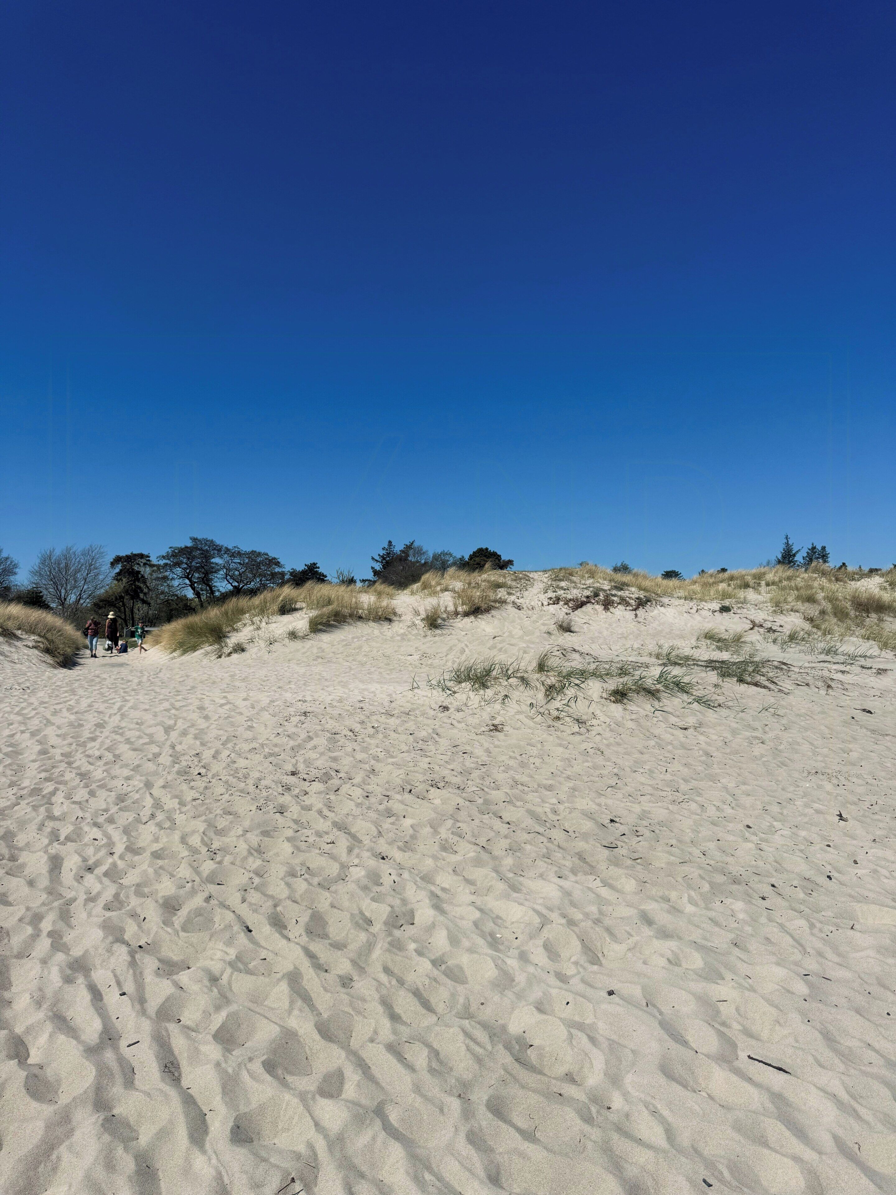A sandy beach with dunes and sparse vegetation.