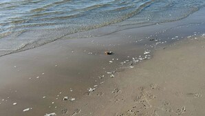 A beach with clear water, a sandy shore, and a distant tree line. - Here, time is tuned into intimacy and coziness (Hadsund)