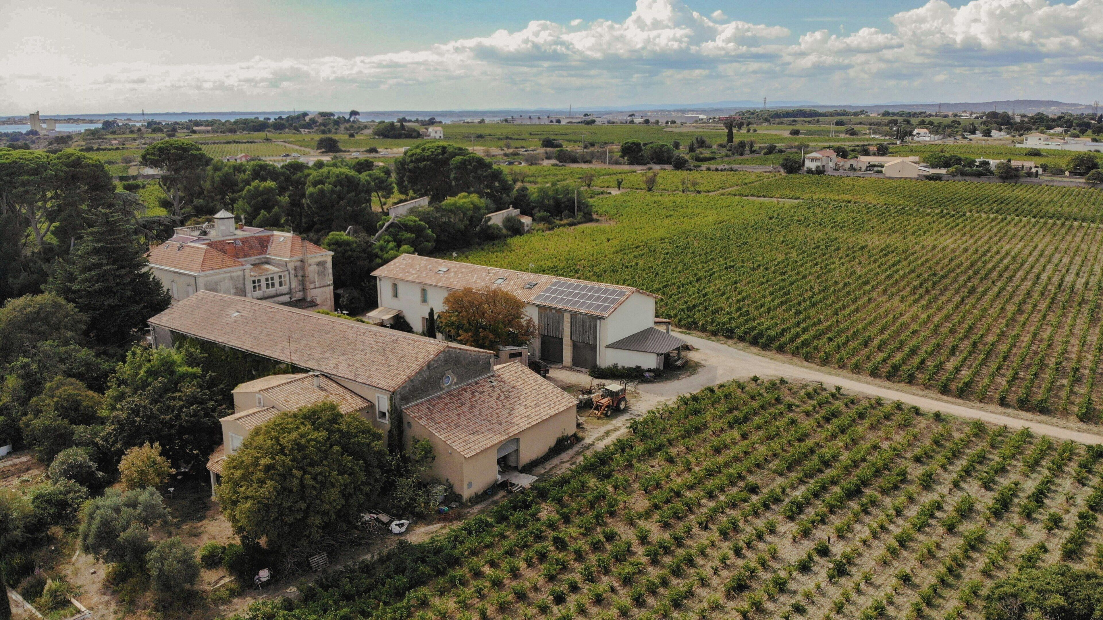 A vineyard with rows of grapevines, a farmhouse, and a small building with a solar panel.