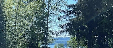 A grassy area with trees and a view of a lake.