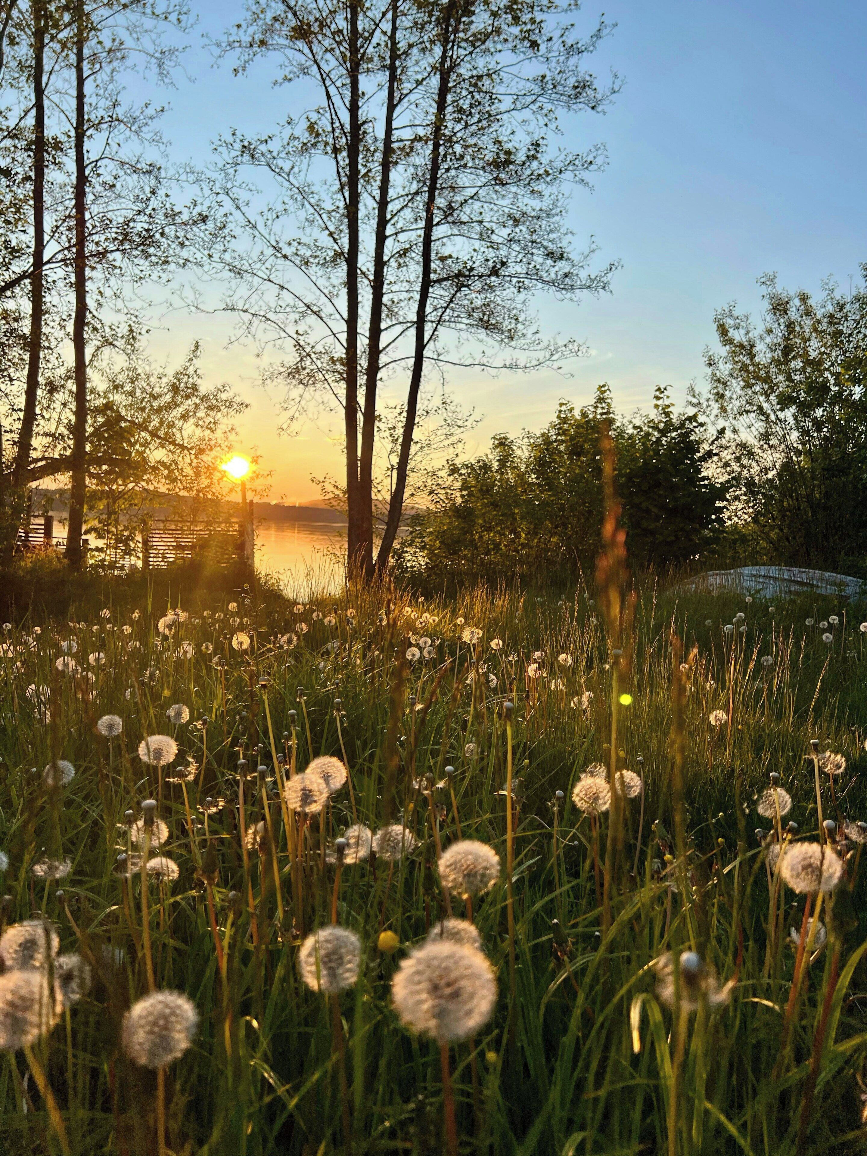 A natural landscape with trees, dandelions, and a body of water during sunset.