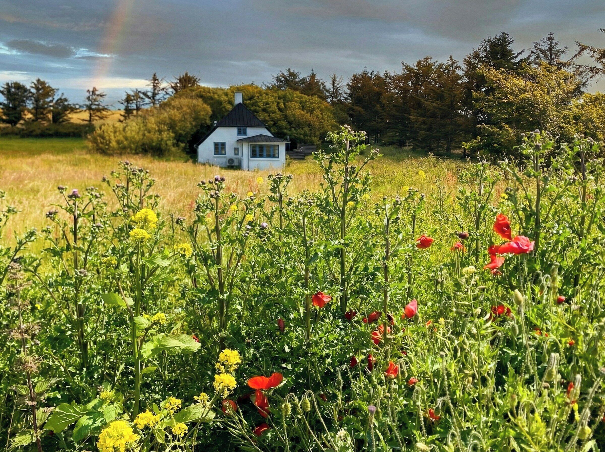 A house with a black roof and white walls, surrounded by a field of wildflowers and trees.