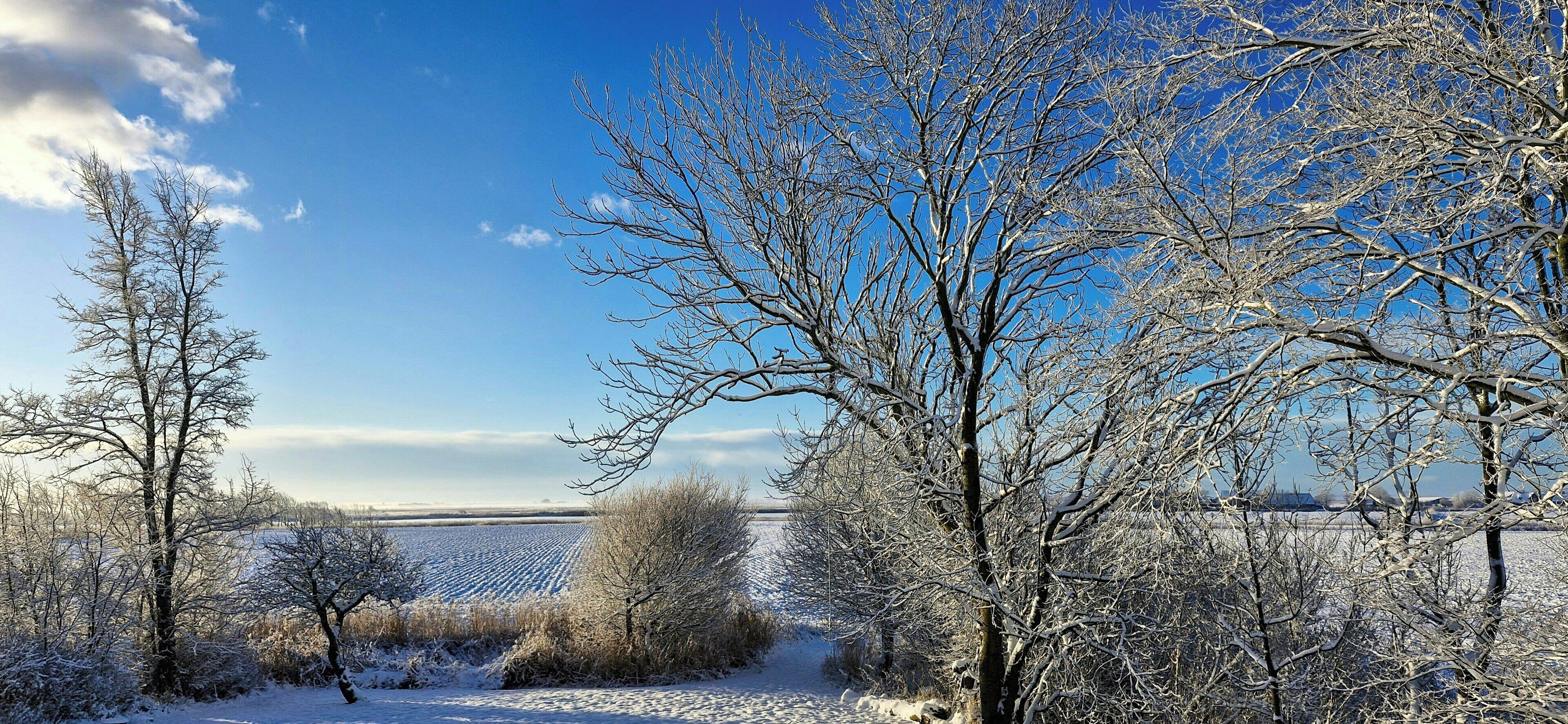 Un paysage enneigé, avec des arbres et un ciel dégagé.