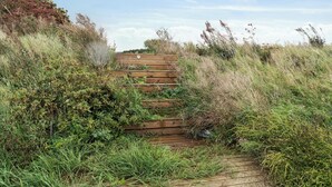 Een houten trap omringd door weelderige begroeiing.
