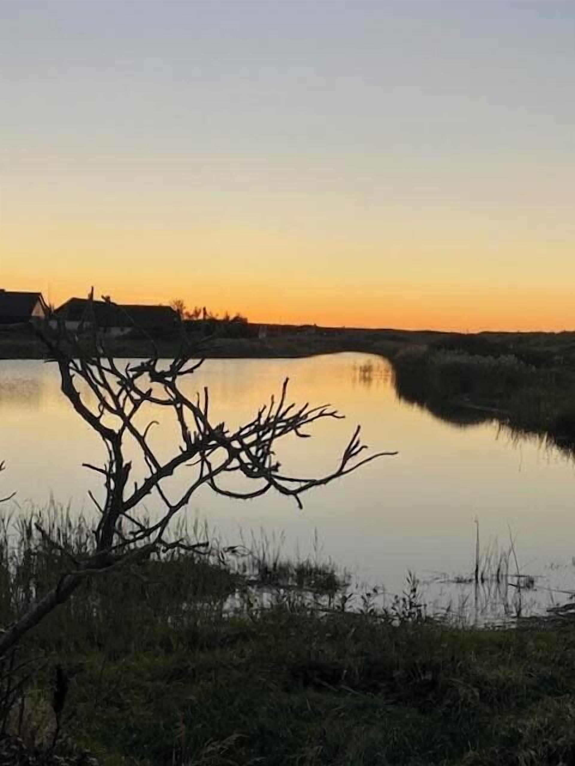 A tranquil lakeside scene with a bare tree in the foreground and buildings in the background.