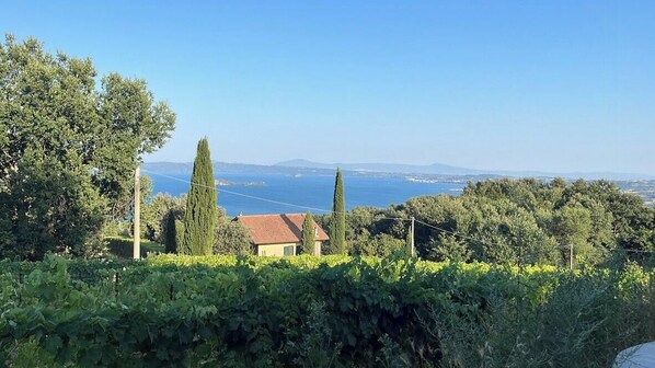 Ein Weinberg mit einem Gebäude, Bäumen und einer weiten Aussicht auf das Meer.