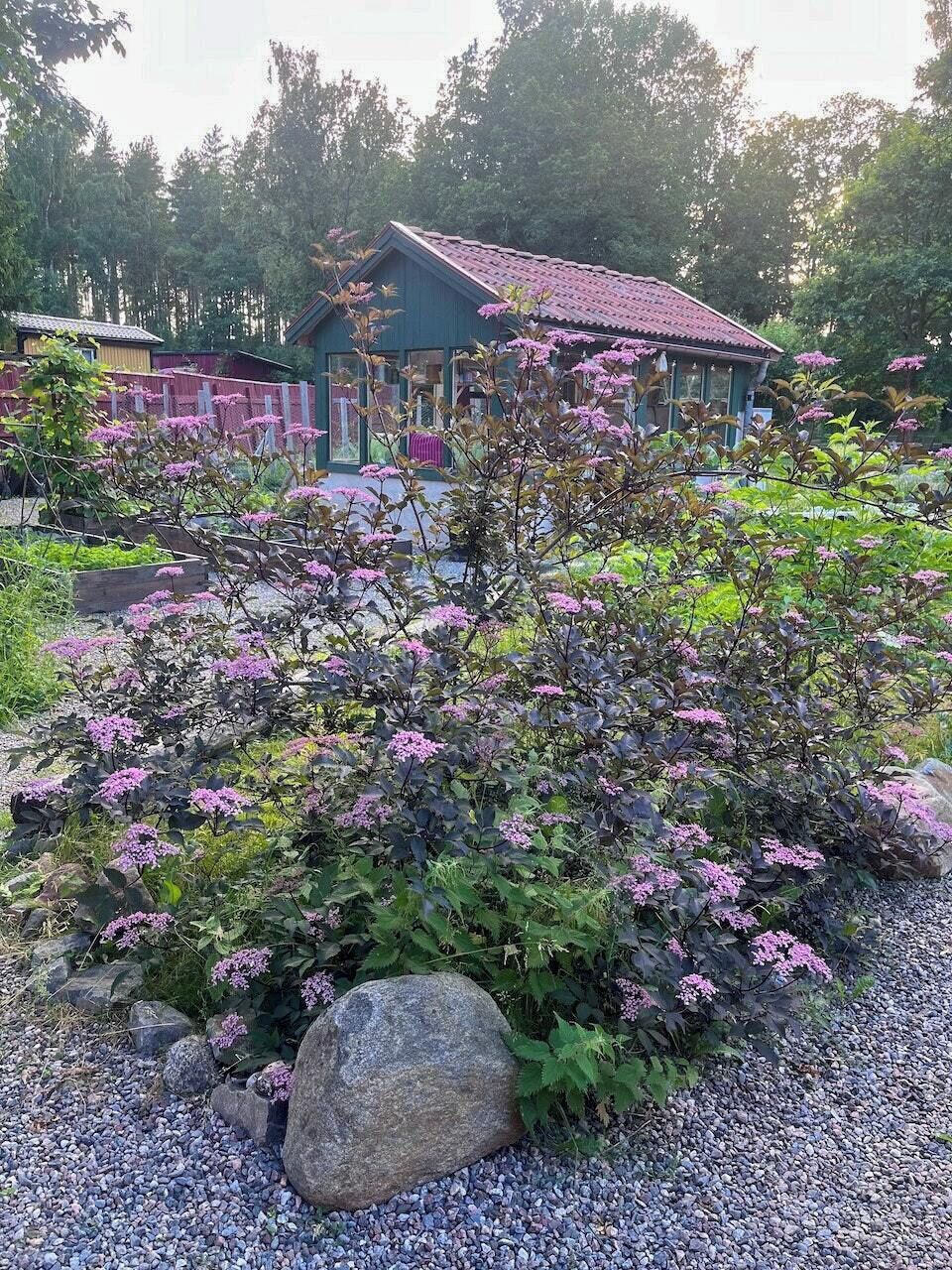Un jardín con un pabellón, rodeado de grava y rocas, y un edificio al fondo.