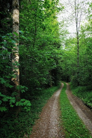 A forested path with dense greenery and a dirt trail. - Creatively converted wooden shed in the forest (Palling)