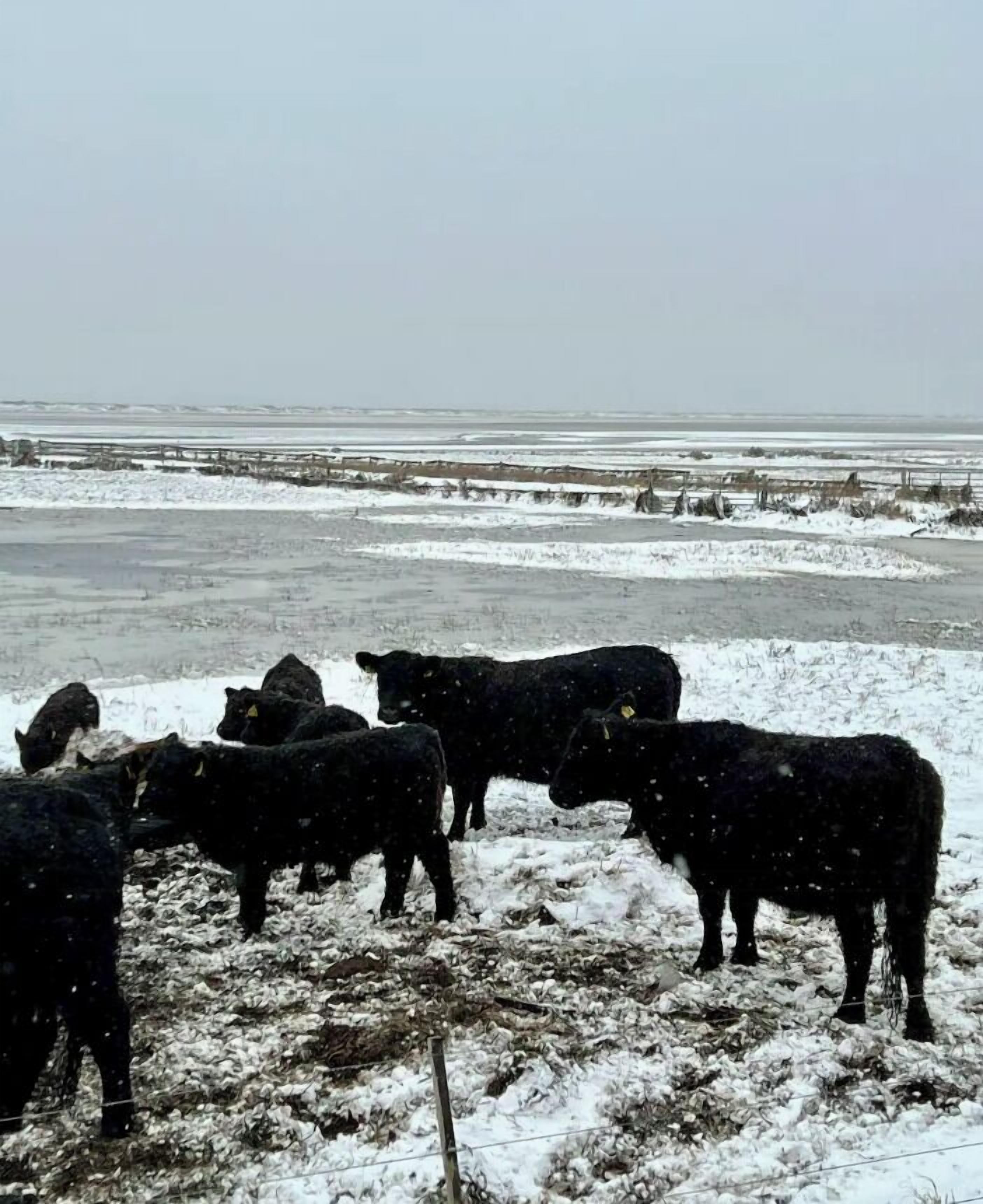 A group of cattle in a snowy field with a fence in the background.